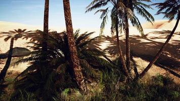 oasis dans les dunes du désert marocain photo