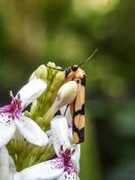 insectes macro, escargots sur fleurs, champignons, orchidées, feuilles, avec un fond naturel photo