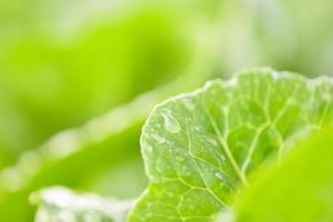 Légumes frais laitue avec goutte d'eau sur feuille dans le jardin alimentaire jardinage de légumes biologiques attendre récolté pour la salade verte aliments santé photo