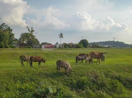 Vaches qui paissent de l'herbe à Malays Kampung photo