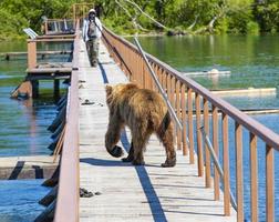 drôle d'ours brun humide sur le pont en bois photo