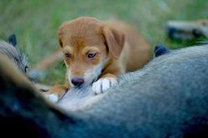 la photo d'un chiot mangeant du lait maternel du concept d'amoureux des chiens de la faim avec espace de copie