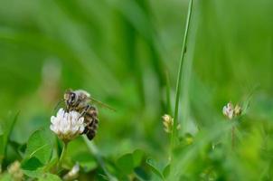 abeille dans le jardin photo