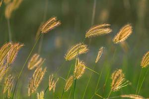 mise au point douce de la belle fleur d'herbe tropicale dans la nature photo