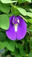 fleur de pois papillon violet clitoria ternatea est bonne pour la santé tisane, une plante tropicale avec de beaux pétales et des feuilles vertes photo