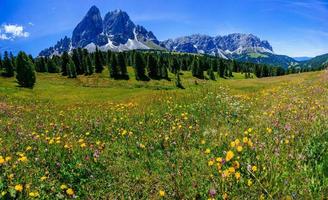 prairie de fleurs sauvages dans les montagnes photo