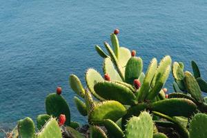 D'âge mûr cactus et fruits barbelés contre l'eau