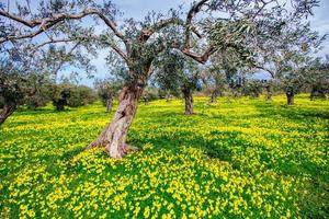 fleurs jaunes dans le jardin photo