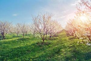 le soleil perce à travers les branches des arbres en fleurs photo