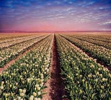 plantation blanche de tulipes au coucher du soleil. Hollande photo