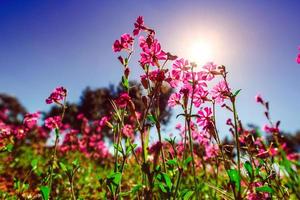 champs de fleurs roses au soleil. arrière-plan flou naturel. photo