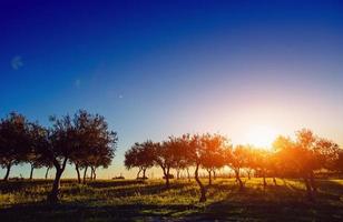 ombre d'arbre avec coucher de soleil photo