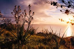 entre les tiges d'herbe au coucher du soleil photo