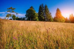 champ d'herbe dans les montagnes photo