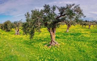 fleurs jaunes dans le jardin photo