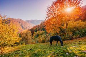 cheval paissant dans le pré photo