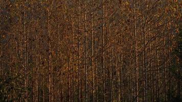arbres de teck dans la forêt agricole sur la montagne. photo