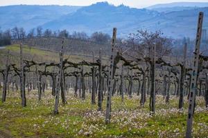 début du printemps vue sur les vignes sur les collines d'oltrepo pavese, lombardie, nord de l'italie. cette région est mondialement connue pour ses précieux vins rouges et blancs pétillants.