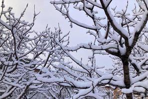 les arbres sont couverts de neige photo