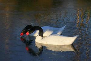 une paire de cygnes à col noir sur un lac glacé photo