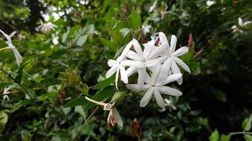 fond de nature belle fleur de couleur blanche. trachelospermum jasminoides est un de la floraison. feuilles vertes. goutte d'eau après la pluie photo