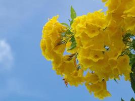 gros plan flou fleur de couleur jaune. fleur de trompette sur fond de ciel bleu. trompette-fleur jaune. beau ciel bleu. photo