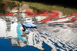 cygne muet nageant le long de la vieille rivière nene photo