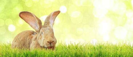 drôle de lapin de Pâques. concept de joyeuses fêtes de pâques. photo