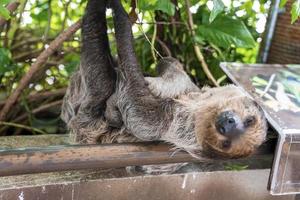 paresseux moelleux brun dormant tout en étant suspendu à une branche d'arbre dans un zoo photo