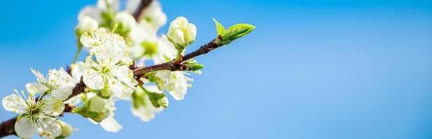 arbre de printemps en fleurs sur fond de ciel bleu. photo