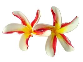 Plumeria ou fleur de frangipanier isolé sur fond blanc photo