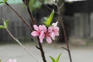 fleurs des cerisiers en fleurs au printemps photo