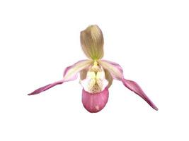 Lady slipper orchid paphiopedilum fleur isolé sur fond blanc photo