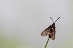 papillon noir perché sur une feuille photo