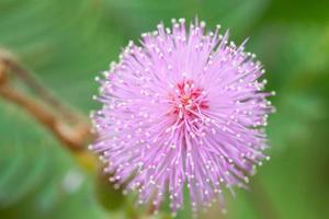 fleurs de mimosa le matin photo