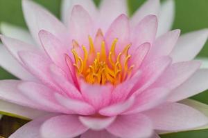 fleur de lotus rose photo