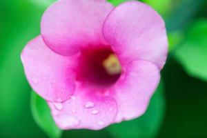 goutte d'eau sur les pétales roses photo