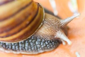 escargot rampant sur le sol photo