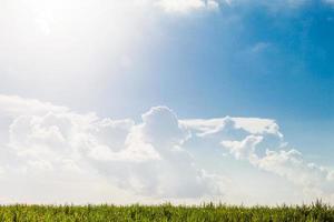 champ vert sous le ciel bleu photo