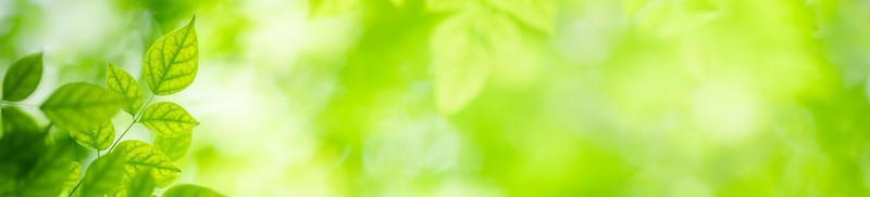 nature de la feuille verte dans le jardin en été. feuilles vertes naturelles plantes utilisant comme fond de printemps page de couverture verdure environnement écologie fond d'écran
