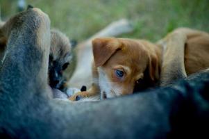 la photo d'un chiot mangeant du lait maternel du concept d'amoureux des chiens de la faim avec espace de copie