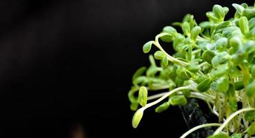 pousse de tournesol en gros plan avec arrière-plan flou, mise au point douce et sélective photo