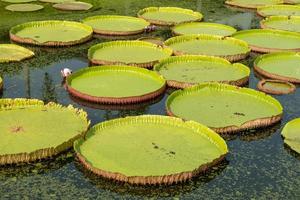 le nénuphar royal dans l'étang photo