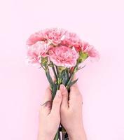 femme donnant un bouquet d'élégance fleurissant des oeillets tendres de couleur rose bébé isolés sur fond rose vif, concept de design de décoration pour la fête des mères, vue de dessus, gros plan, espace de copie photo