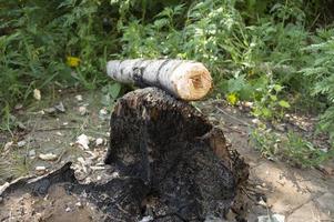 abattre un tronc d'arbre photo