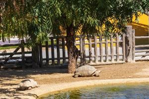 tortues à l'état sauvage photo