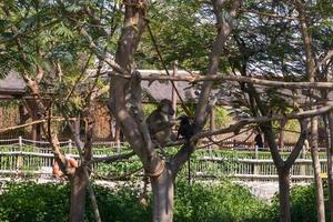 chimpanzé assis sur l'arbre photo