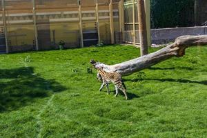 guépard dans le zoo photo