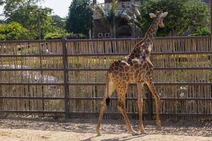 girafe dans le parc photo