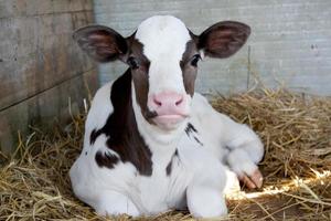 bébé vache veau dans une cage. photo